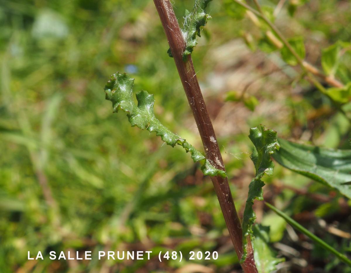 Groundsel leaf